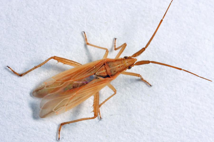 Stenodema trispinosum
