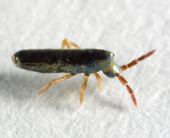 Lepidocyrtus paradoxus