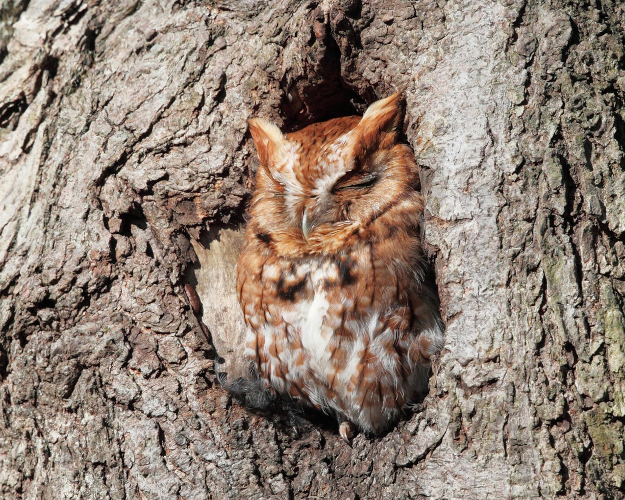 Eastern Screech Owl - Megascops asio