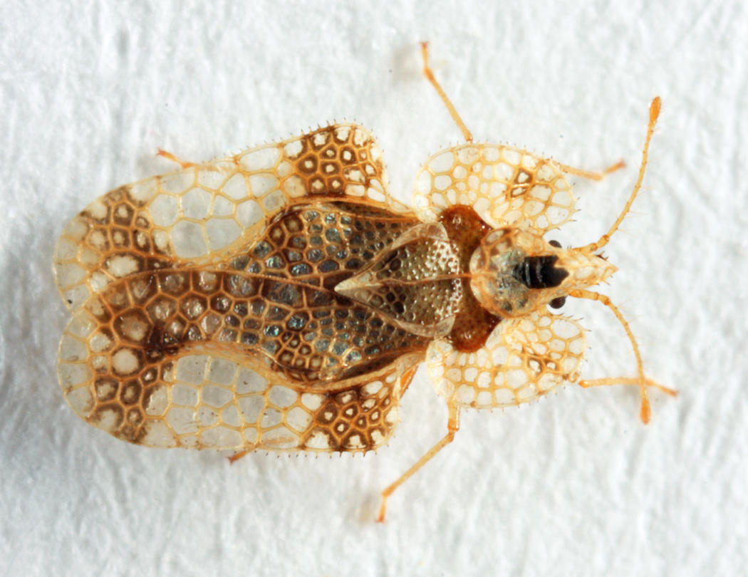 Alder Lace Bug - Corythucha pergandei