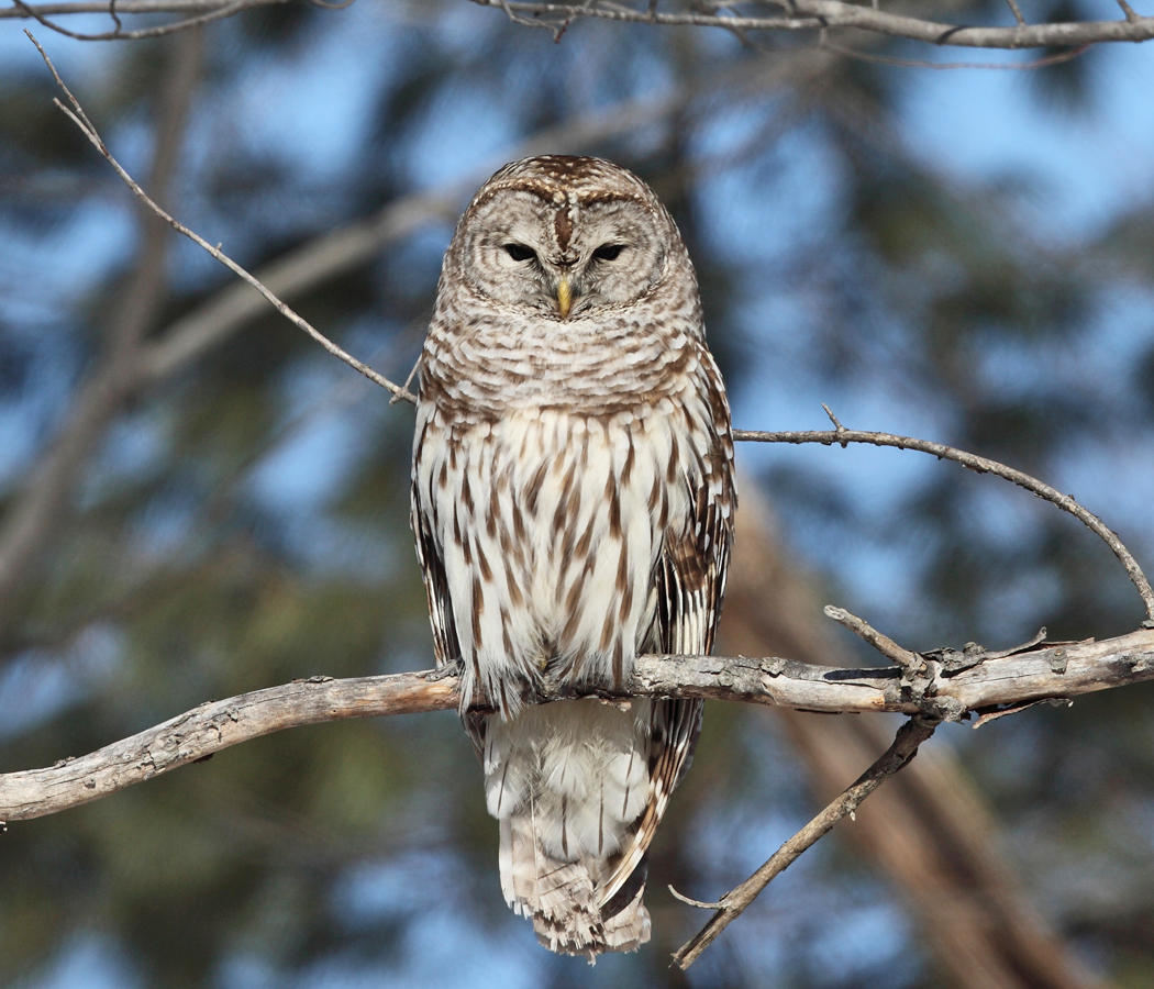 Barred Owl - Strix varia