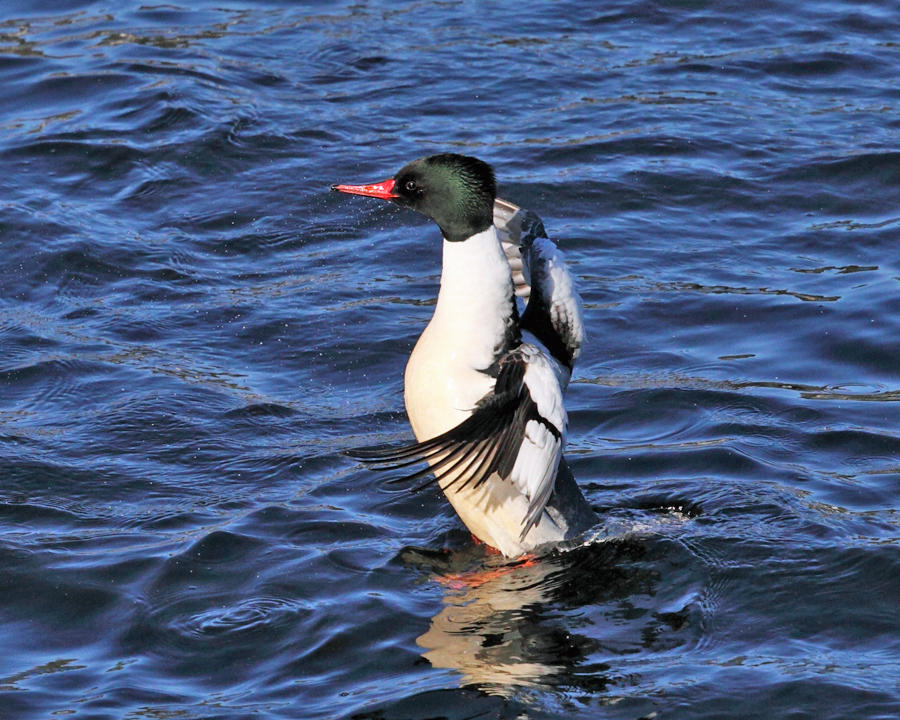 Common Merganser - Mergus merganser