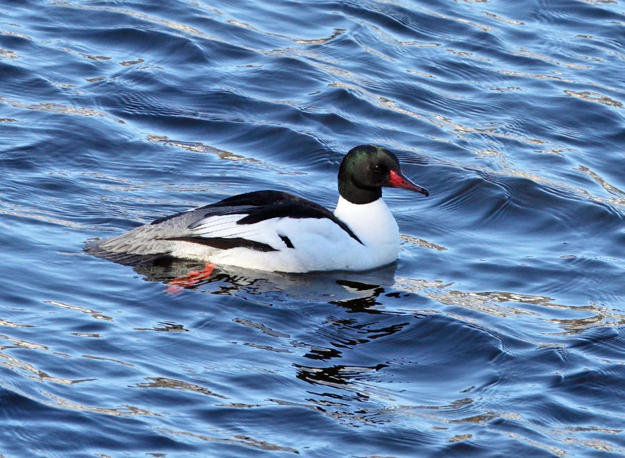 Common Merganser - Mergus merganser
