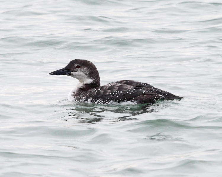 Common Loon - Gavia immer