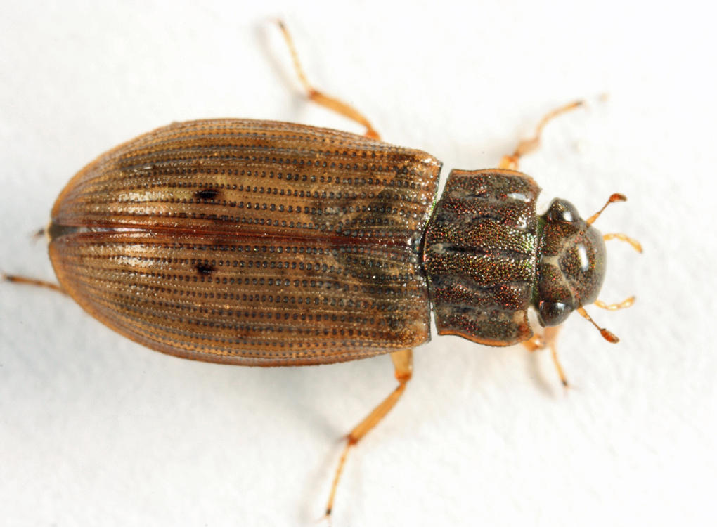 Helophorus grandis