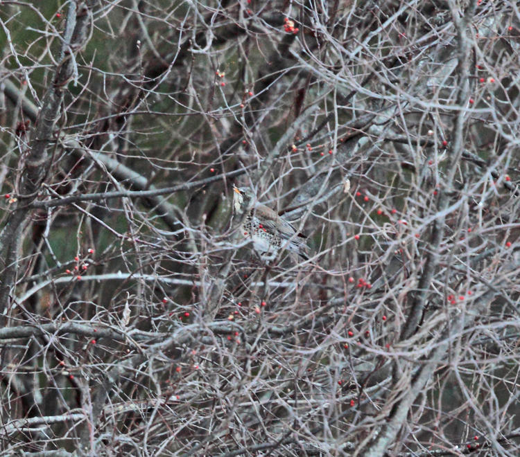 Fieldfare - Turdus pilaris