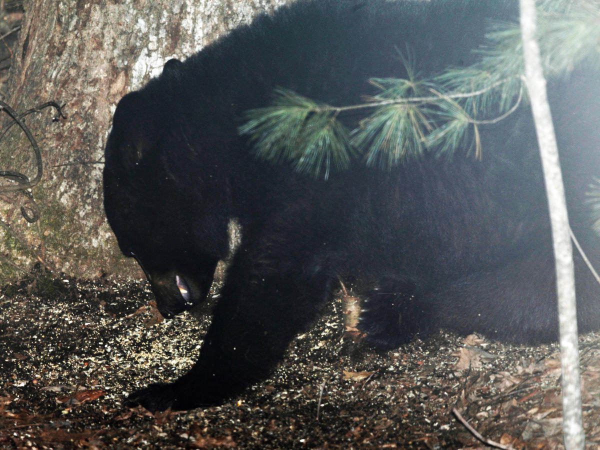 Black Bear - Ursus americanus