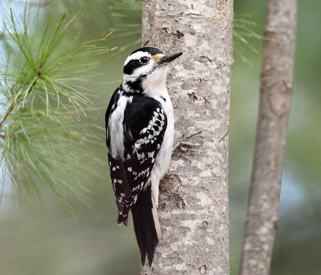 Hairy Woodpecker - Picoides villosus (female)