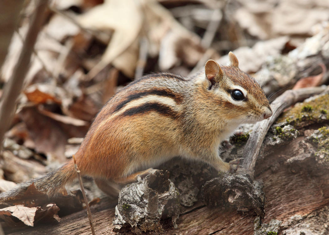 Eastern Chipmunk - Tamias striatus