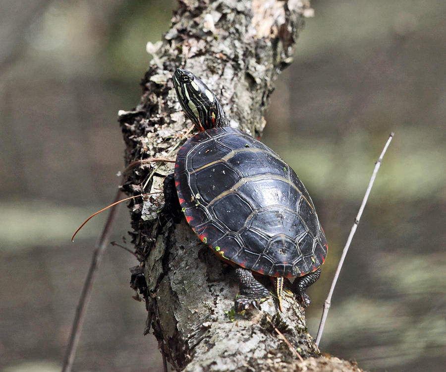 Painted Turtle - Chrysemys picta