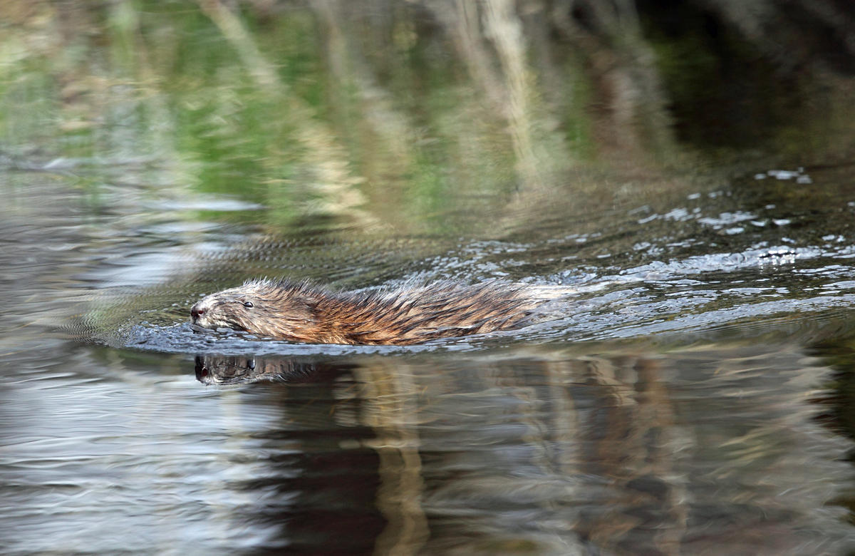 Muskrat - Ondatra zibethicus