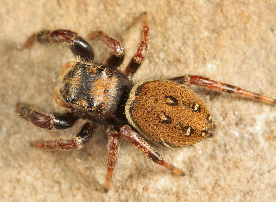 Phidippus whitmani