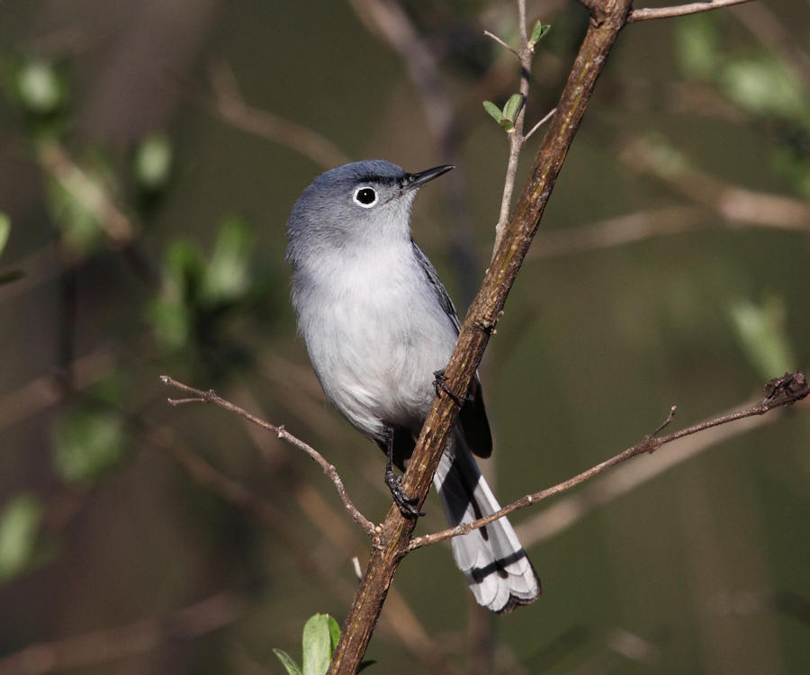 Blue-gray Gnatcatcher - Polioptila caerulea