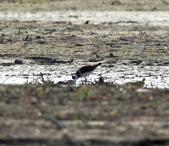 Northern Lapwing - Vanellus vanellus