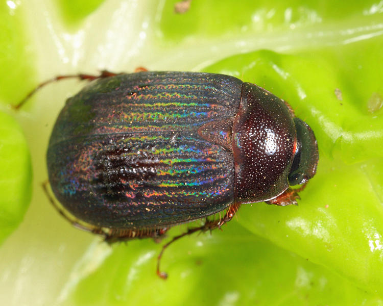 Serica sericea