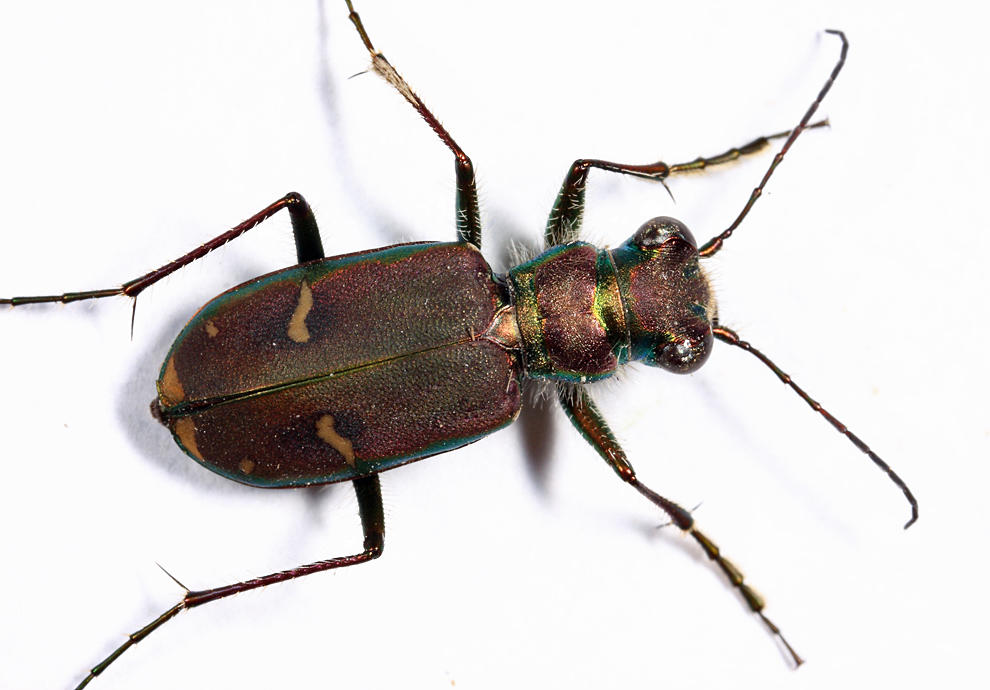 Purple Tiger Beetle - Cicindela purpurea