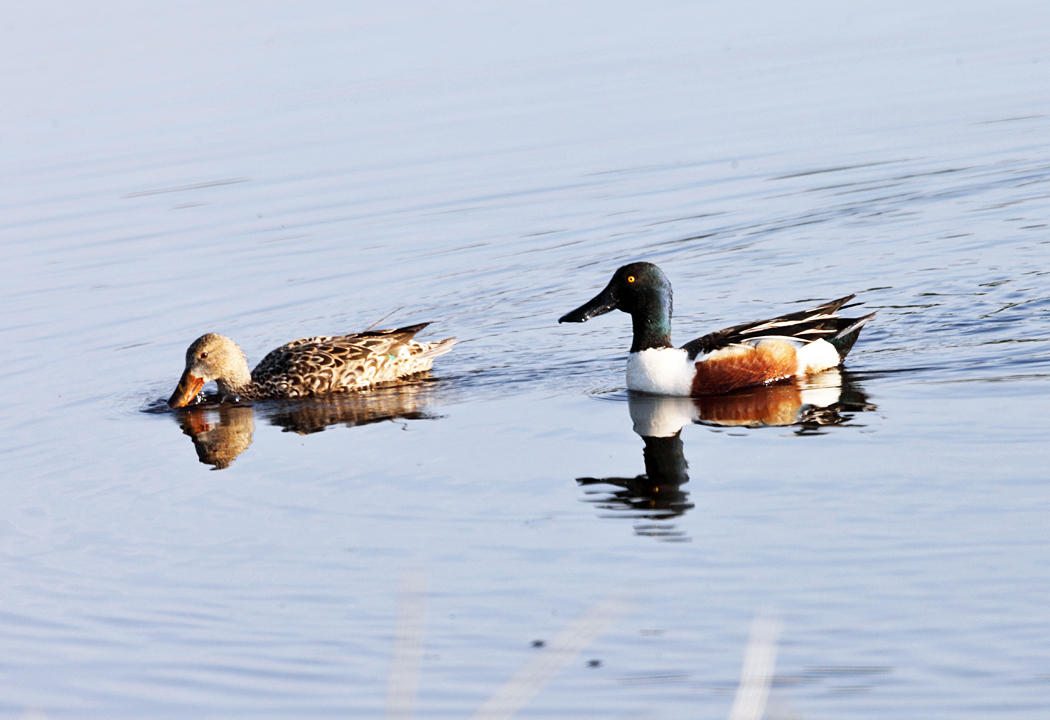 Northern Shoveler - Anas clypeata