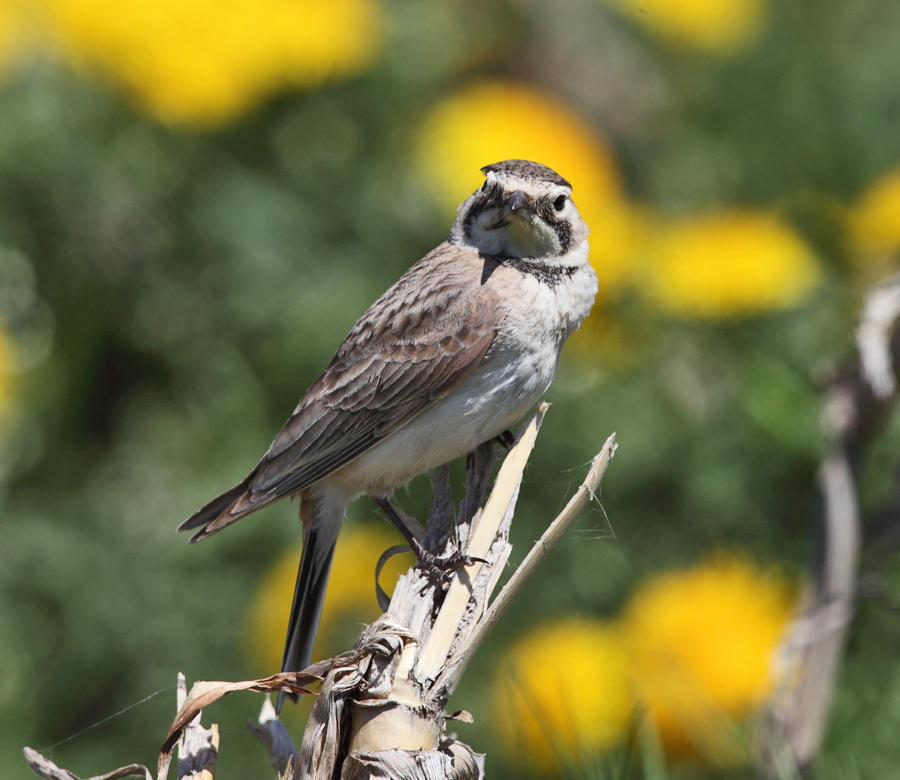 Horned Lark - Eremophila alpestris (female)