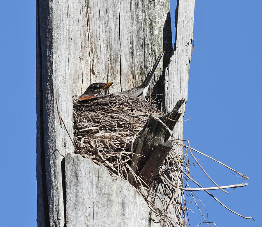 American Robin - Turdus migratorius (on nest in a dead tree)