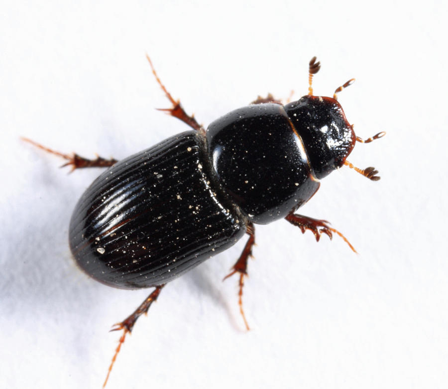 Calamosternus granarius