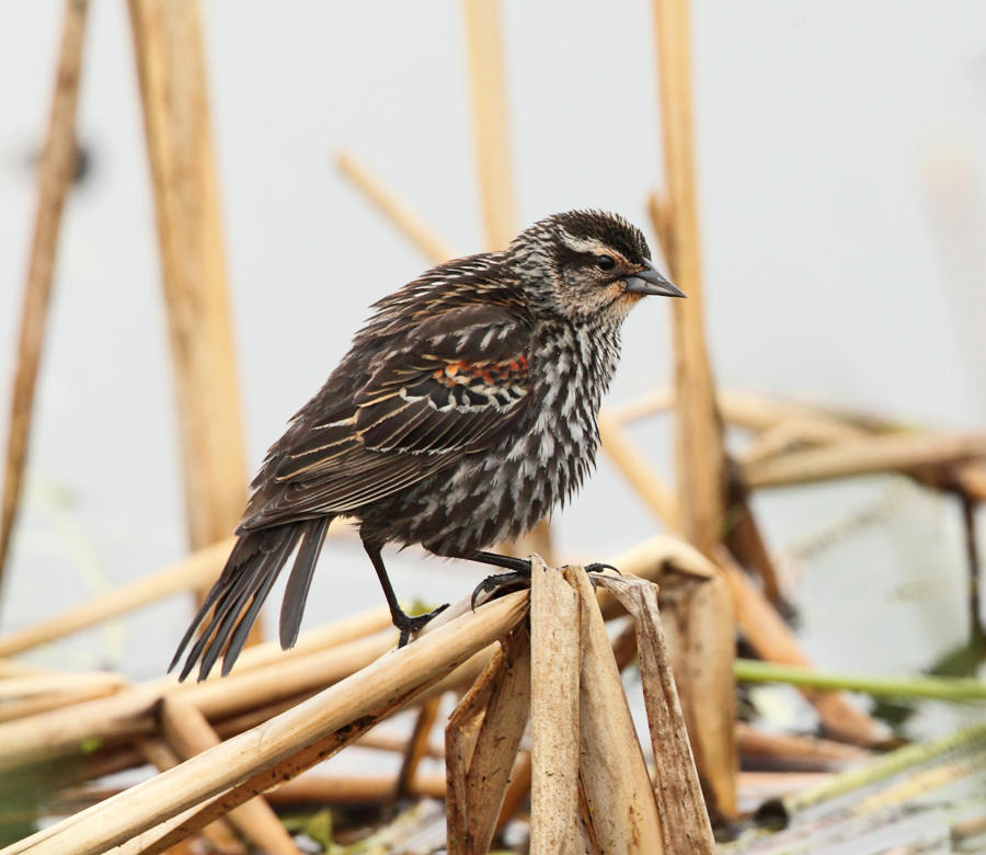 Red-winged Blackbird - Agelaius phoeniceus (female)