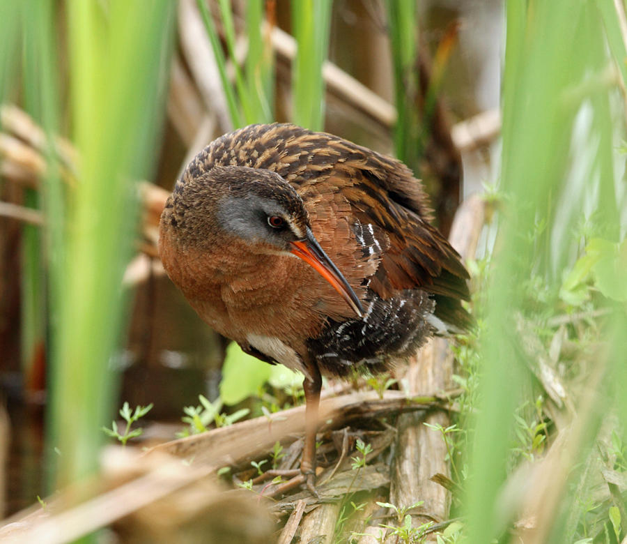 Virginia Rail - Rallus limicola
