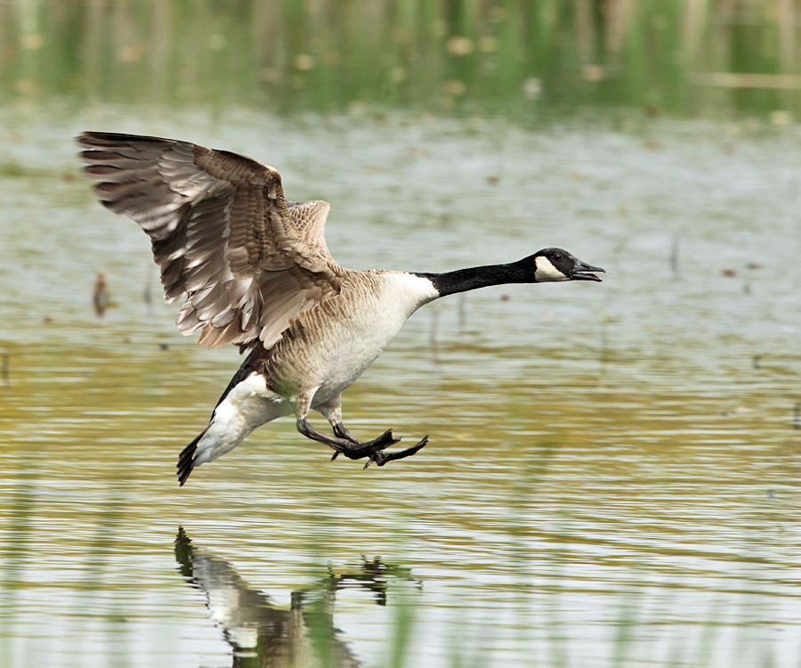 Canada Goose - Branta canadensis