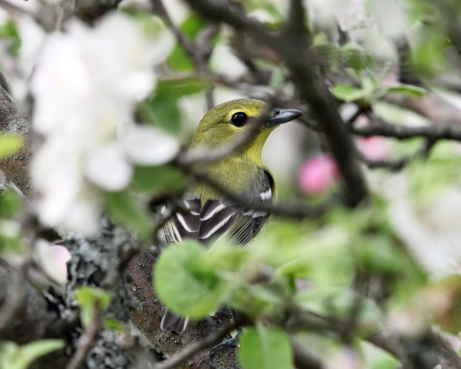 Yellow-throated Vireo - Vireo flavifrons