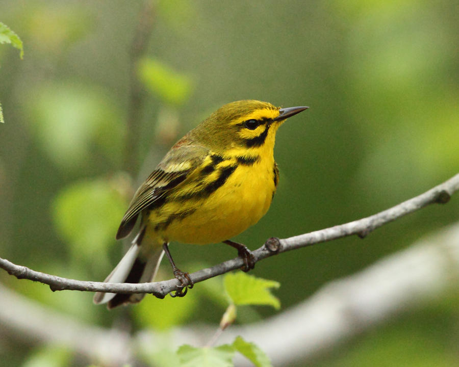 Prairie Warbler - Setophaga discolor 