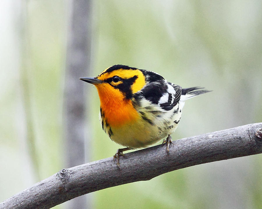 Blackburnian Warbler - Setophaga fusca