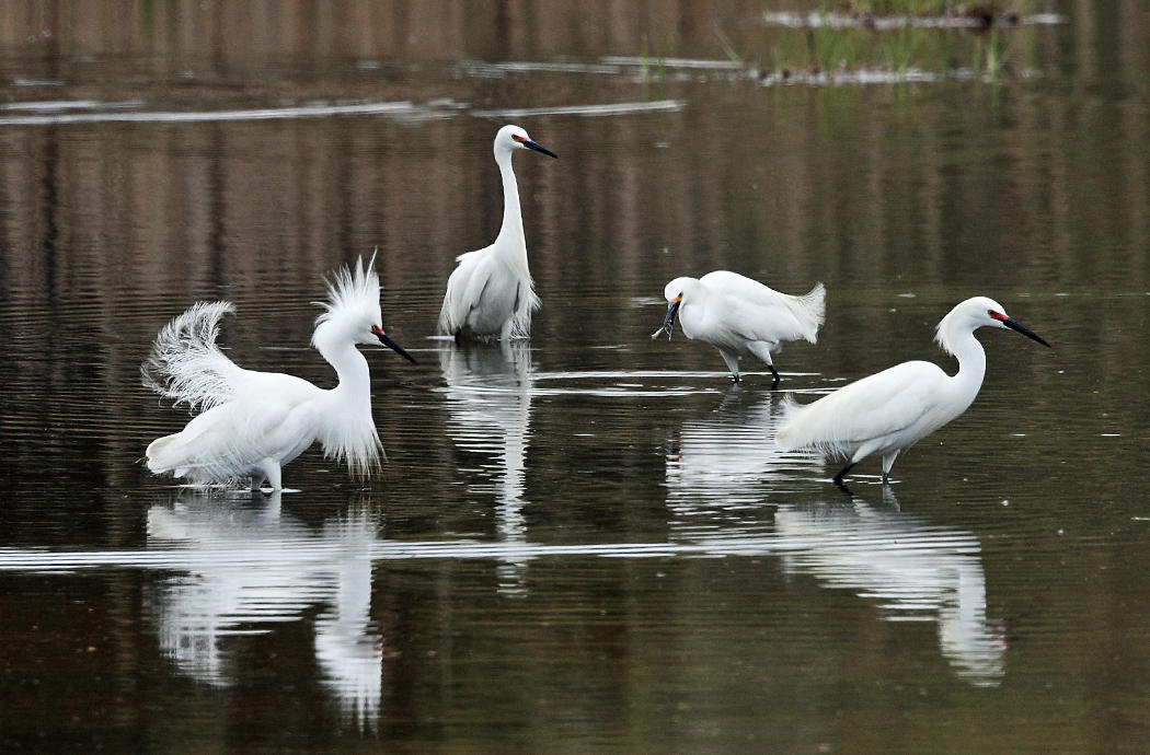 Snowy Egret - Egretta thula