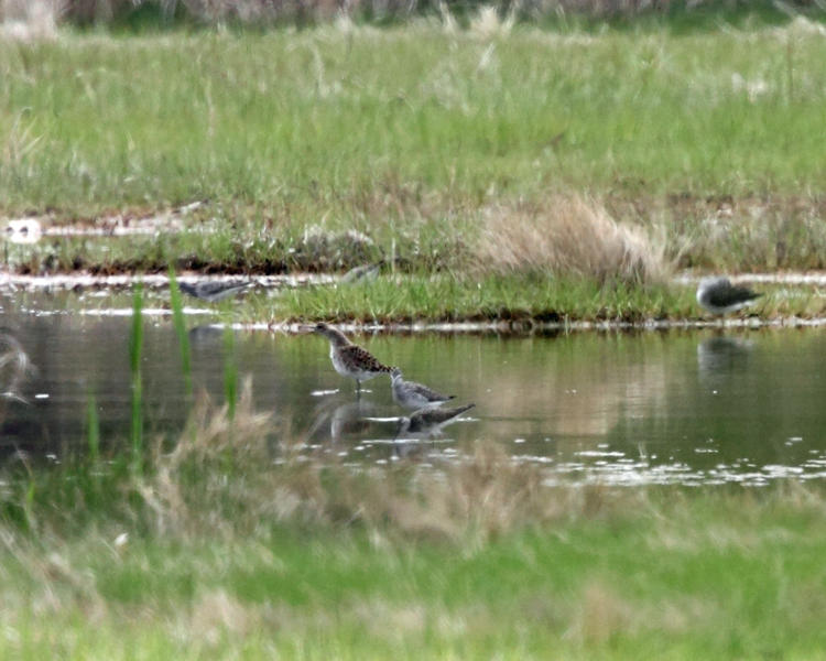 Ruff - Philomachus pugnax