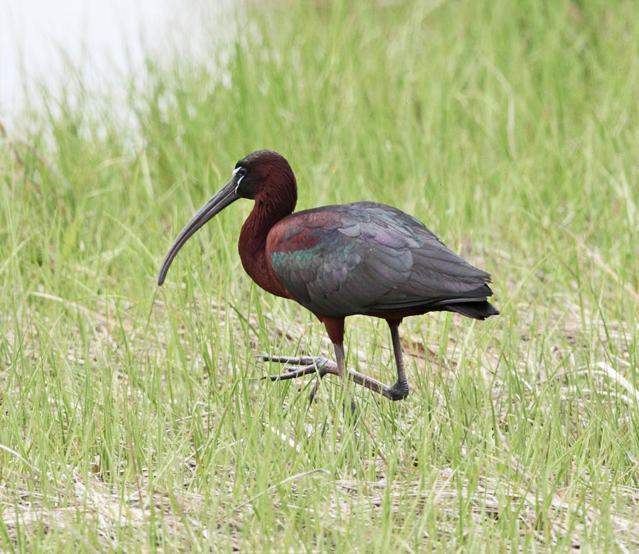 Glossy Ibis - Plegadis falcinellus