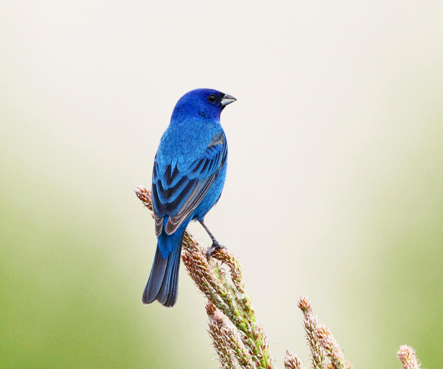 Indigo Bunting - Passerina cyanea