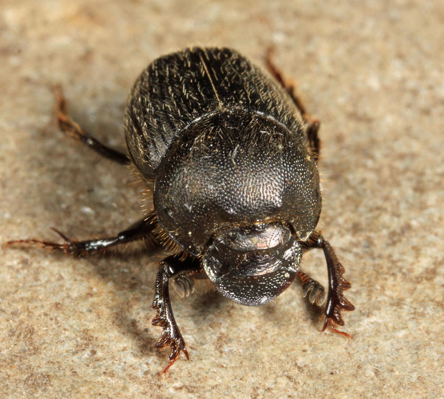 Scooped Scarab - Onthophagus hecate