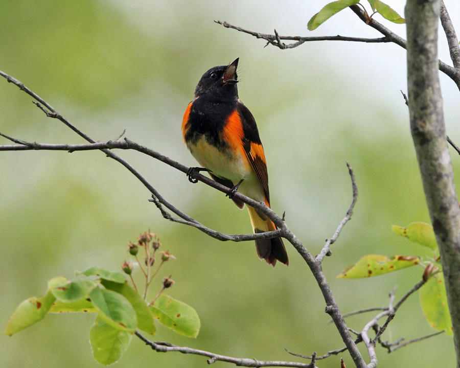 American Redstart - Setophaga ruticilla