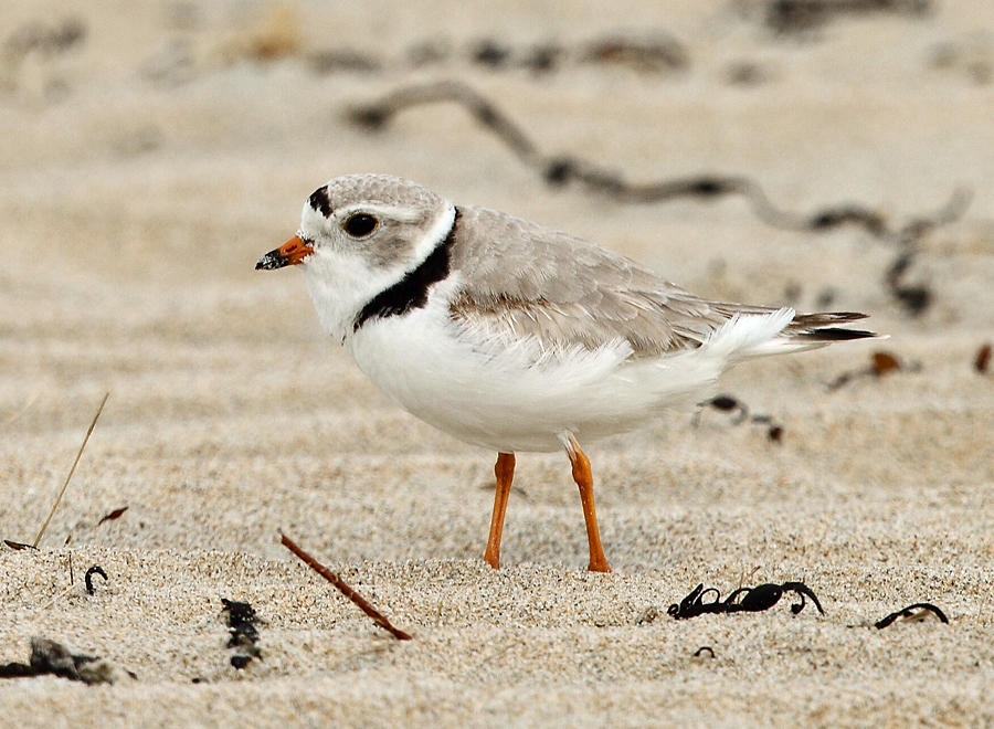 Piping Plover - Charadrius melodus