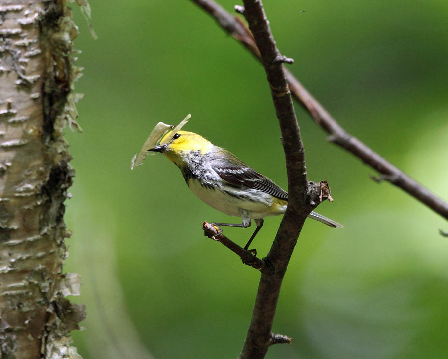 Black-throated Green Warbler - Setophaga virens 