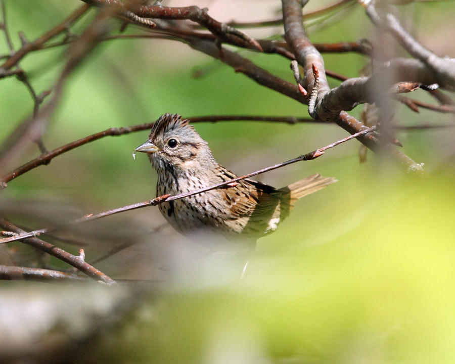 Lincolns Sparrow - Melospiza lincolnii 