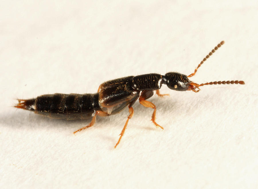 Neobisnius sobrinus