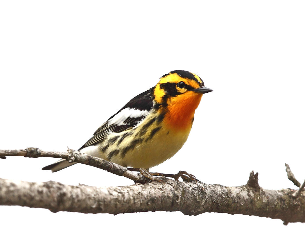 Blackburnian Warbler - Setophaga fusca