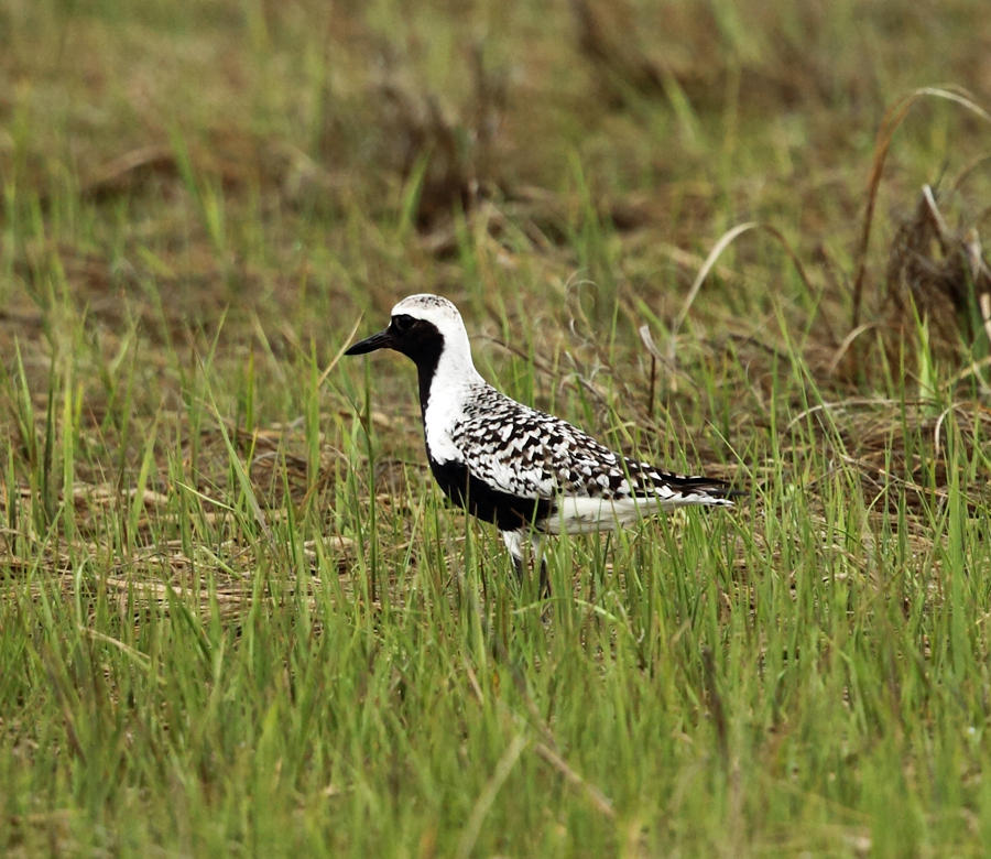 Black-bellied Plover - Pluvialis squatarola