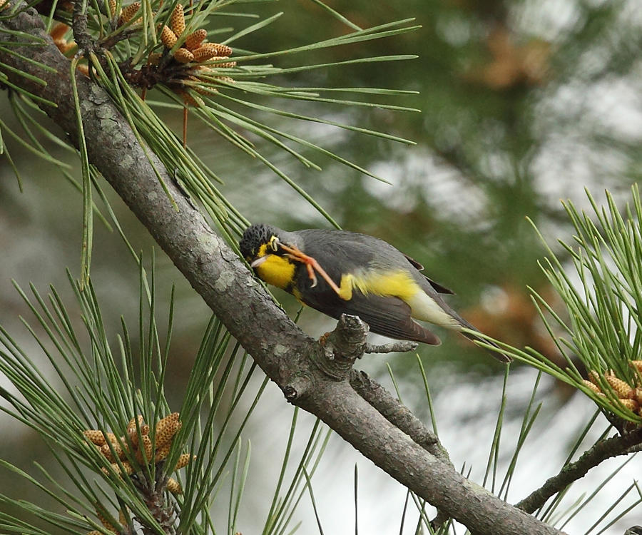 Canada Warbler - Cardellina canadensis