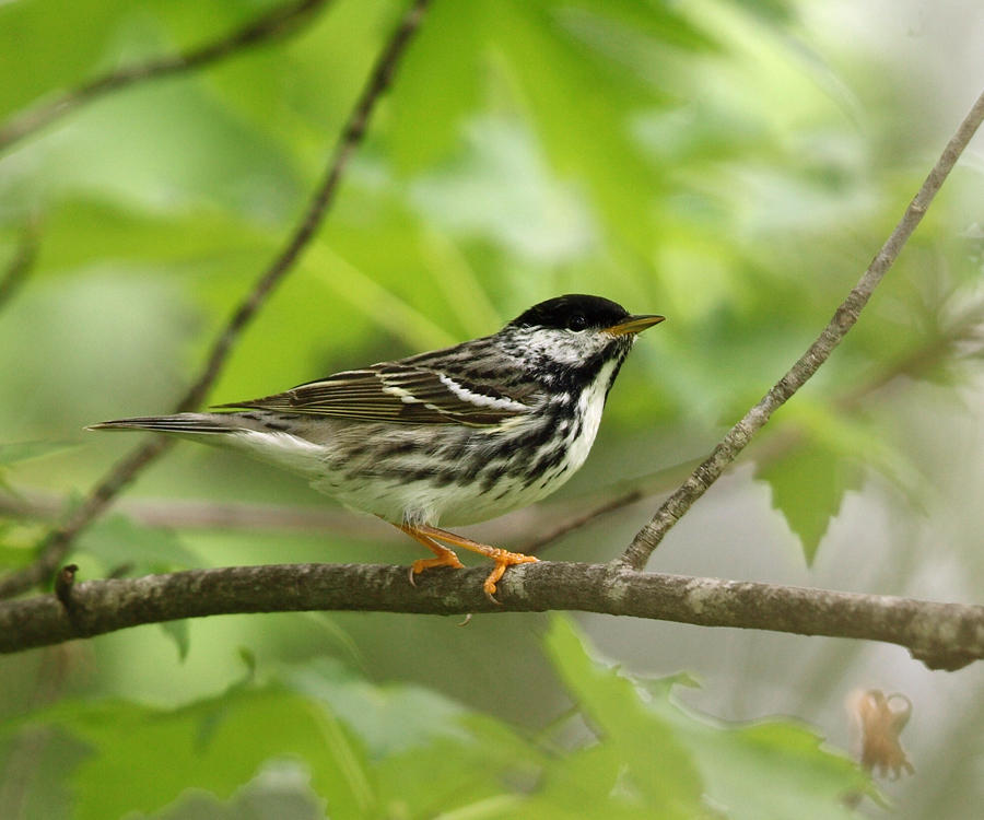 Blackpoll Warbler - Setophaga striata