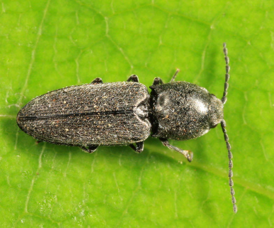 Cardiophorus gagates