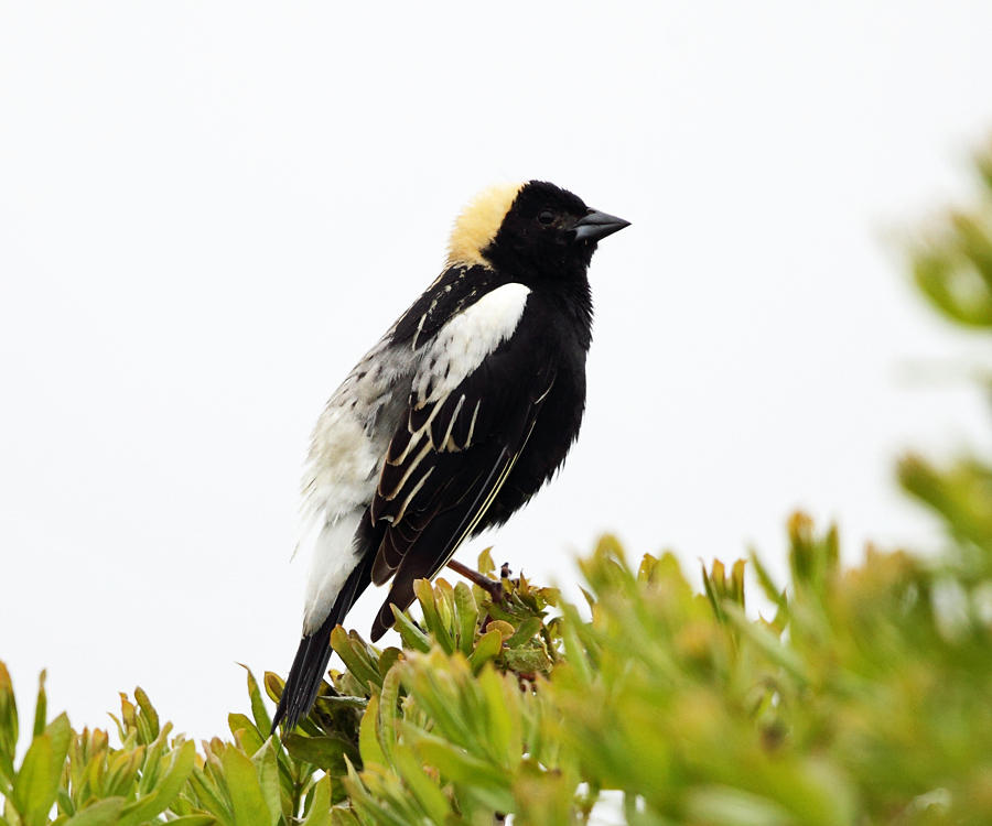 Bobolink - Dolichonyx oryzivorus