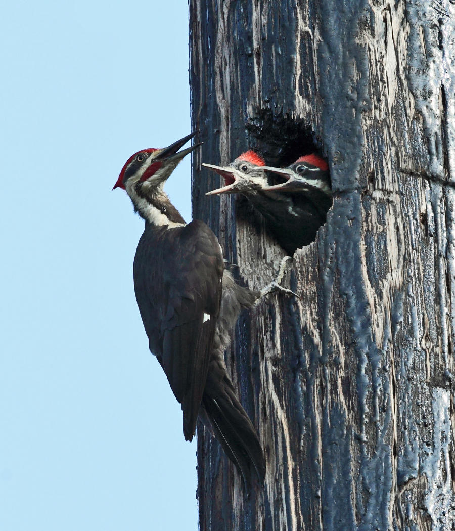 Pileated Woodpecker - Dryocopus pileatus (male feeding young)