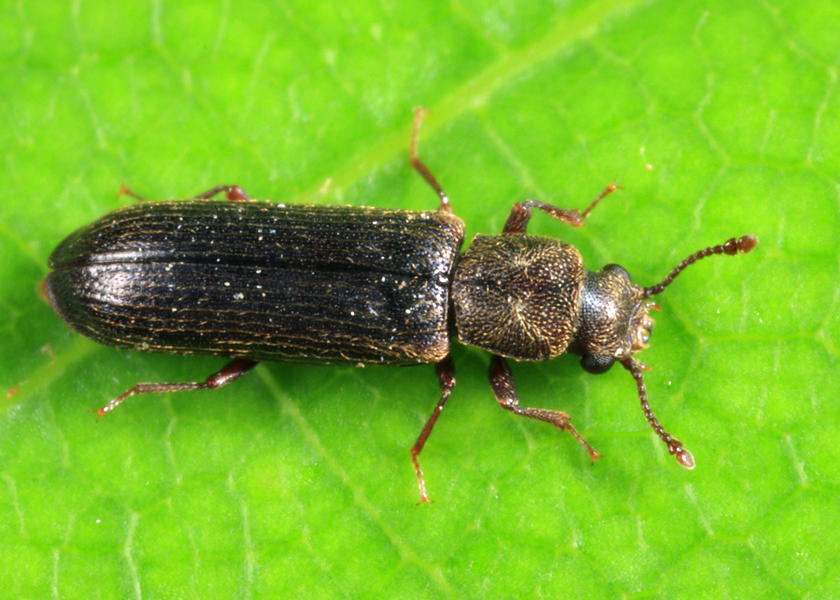Southern Lyctus Beetle - Lyctus planicollis