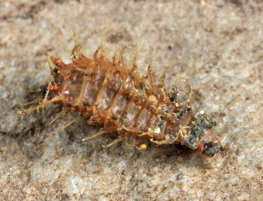Fannia sp. (larva)