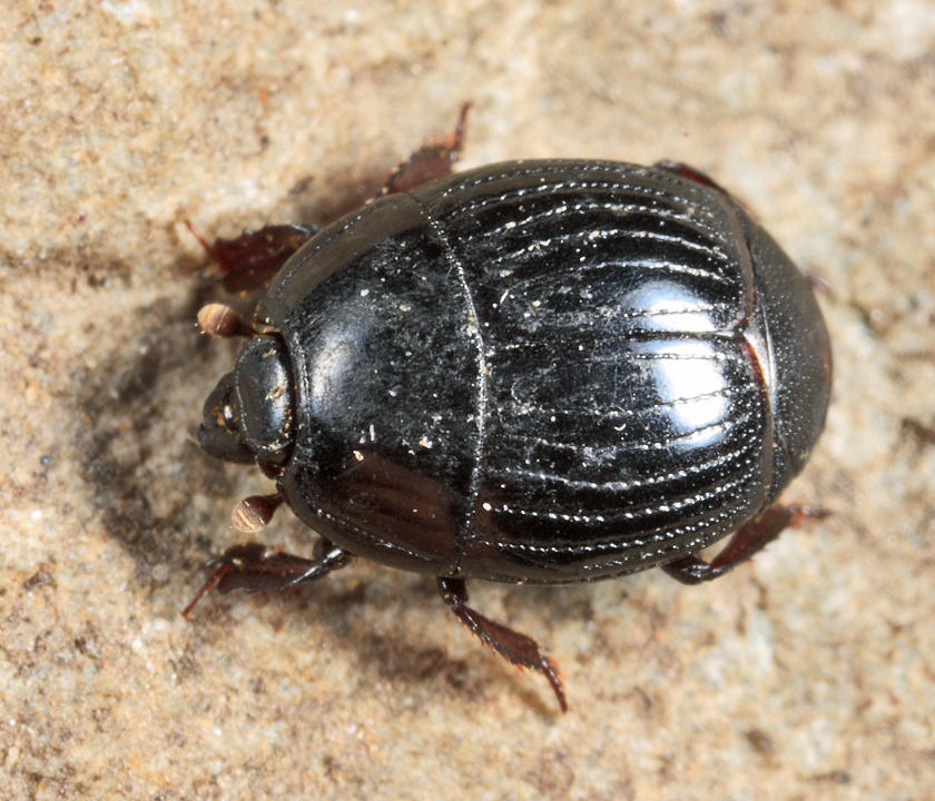 Atholus sedecimstriatus